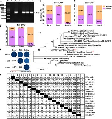 Orf Virus Detection in the Saliva and Milk of Dairy Goats